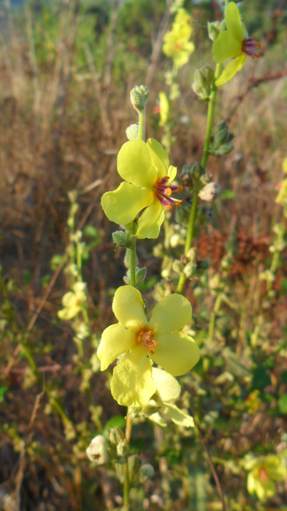 Fiore corso - Verbascum cfr.sinuatum